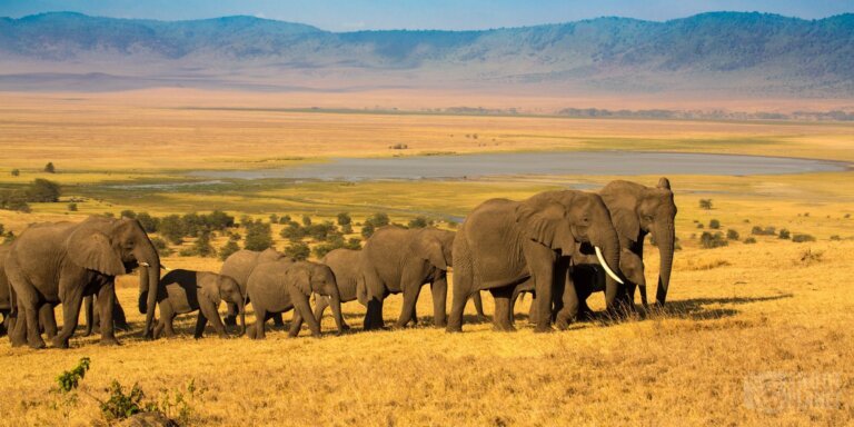 Elephant herd walking in the hills under golden sunset light, with Ngorongoro crater alkaline lake and caldera in the background, Tanzania East Africa