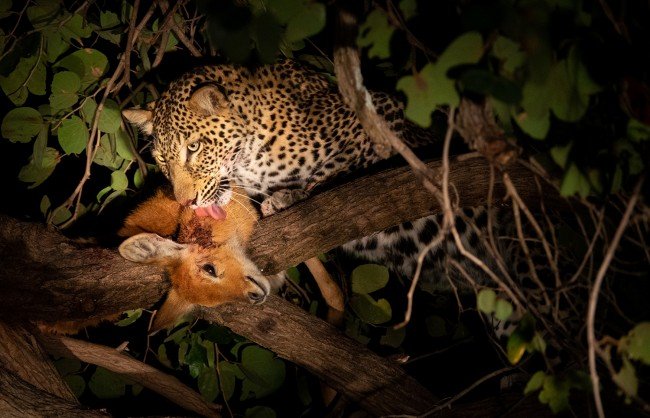 Night Safari – Tanzania