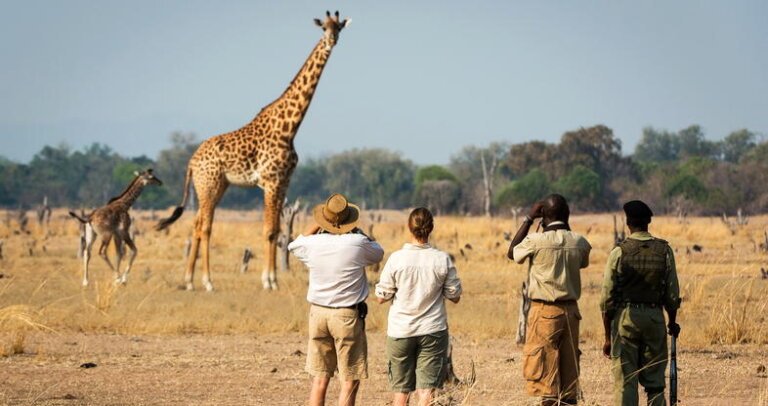 nsefu-camp-walking-safari-giraffe